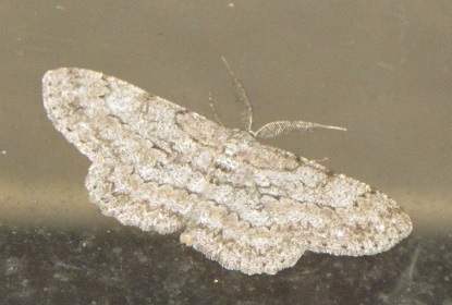 Hypomecis punctinalis - Geometridae